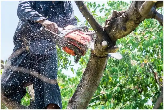 tree services Grafton